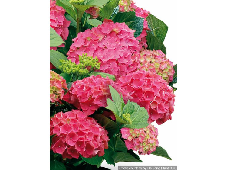 Hortensja ogrodowa Forever&Ever® Red