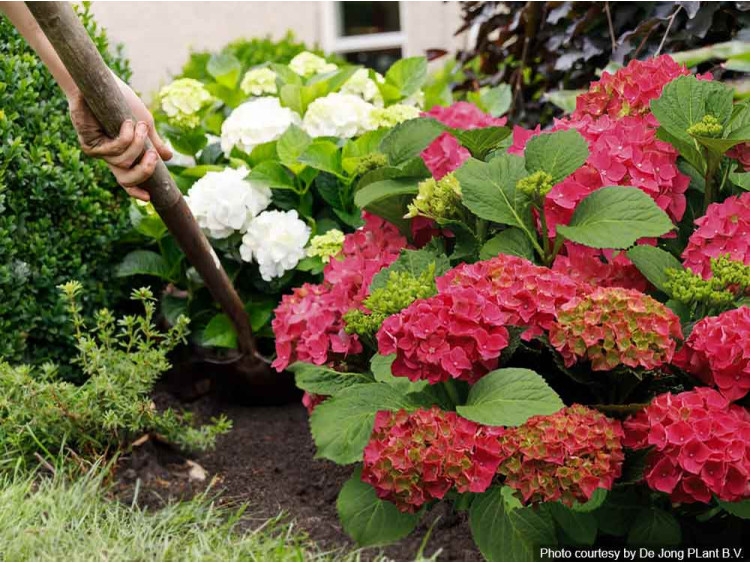 Hortensja ogrodowa Forever&Ever® Red