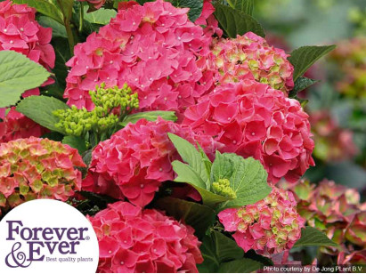 Hortensja ogrodowa Forever&Ever® Red