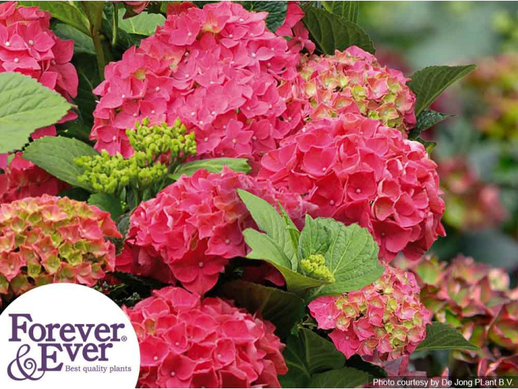 Hortensja ogrodowa Forever&Ever® Red