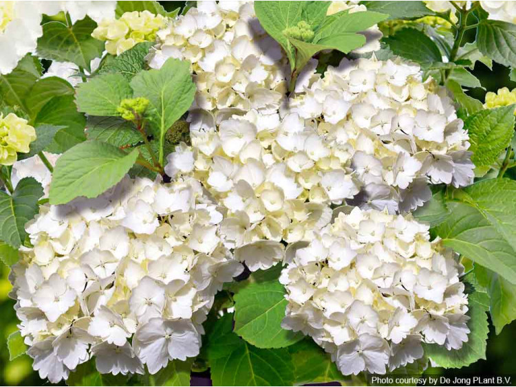 Hortensja ogrodowa Forever&Ever® White