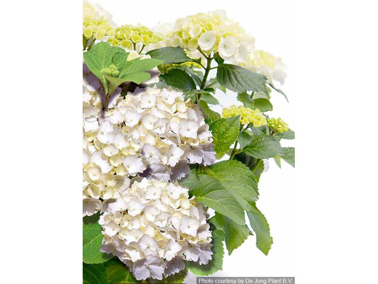 Hortensja ogrodowa Forever&Ever® White