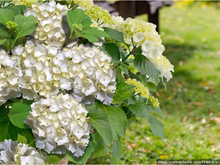 Hortensja ogrodowa Forever&Ever® White