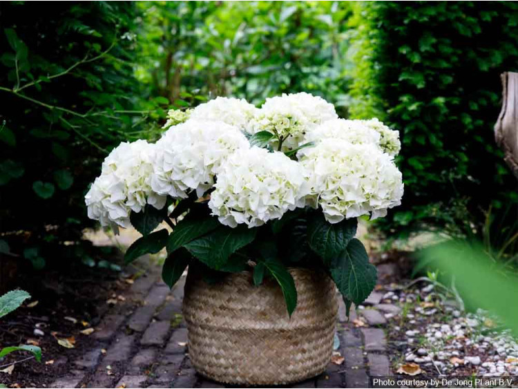 Hortensja ogrodowa Forever&Ever® White