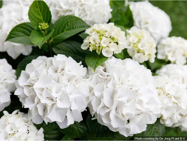 Hortensja ogrodowa Forever&Ever® White