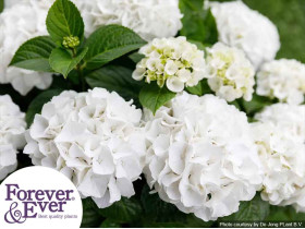 Hortensja ogrodowa Forever&Ever® White
