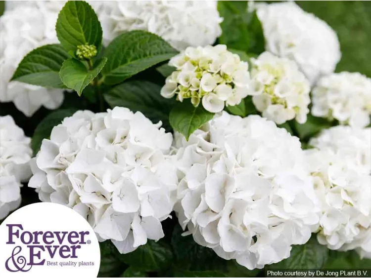 Hortensja ogrodowa Forever&Ever® White