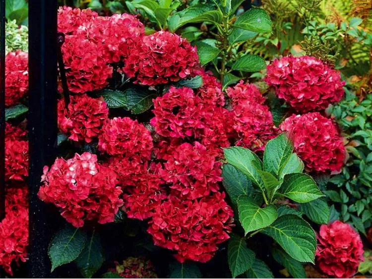 Hortensja ogrodowa Hot Red