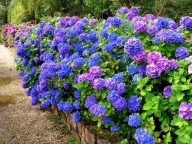 Hortensja ogrodowa Jip Blue KWITNĄCA