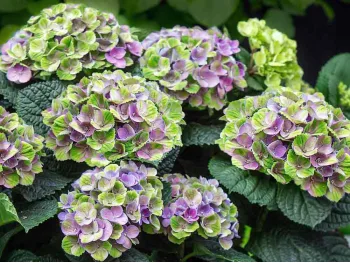 Hortensja ogrodowa Magical Jewel Blue