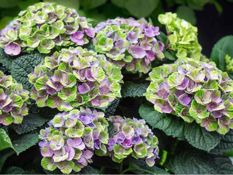 Hortensja ogrodowa Magical Jewel Blue