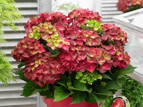 Hortensja ogrodowa Magical Ruby Tuesday