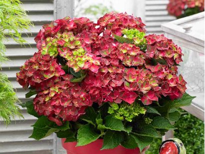 Hortensja ogrodowa Magical Ruby Tuesday