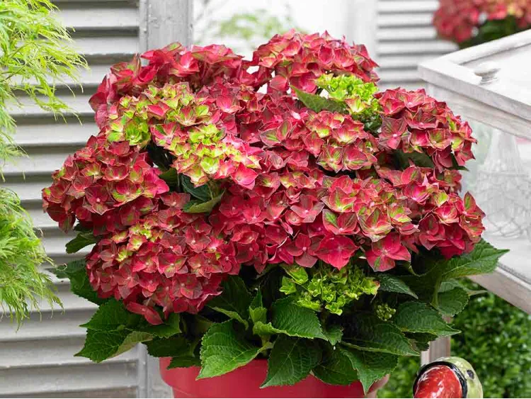 Hortensja ogrodowa Magical Ruby Tuesday