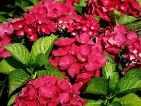 Hortensja ogrodowa Red Baron