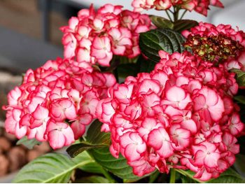 Hortensja ogrodowa Royalty Beauty of Boskoop