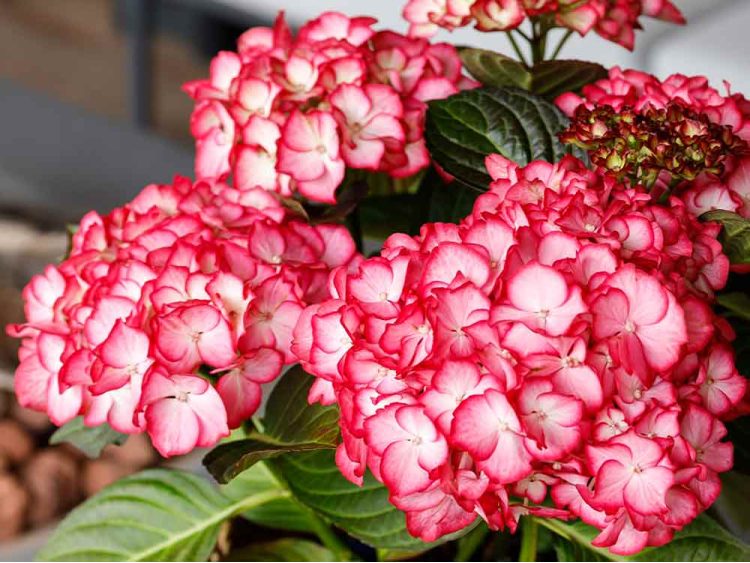 Hortensja ogrodowa Royalty Beauty of Boskoop