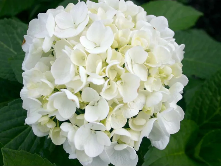 Hortensja ogrodowa 'Vanilla Sky'