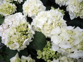 Hortensja ogrodowa White Delight