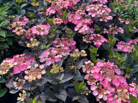 Hortensja piłkowana Daredevil PBR