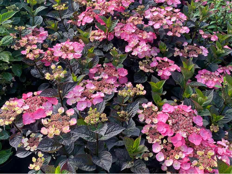 Hortensja piłkowana Daredevil PBR