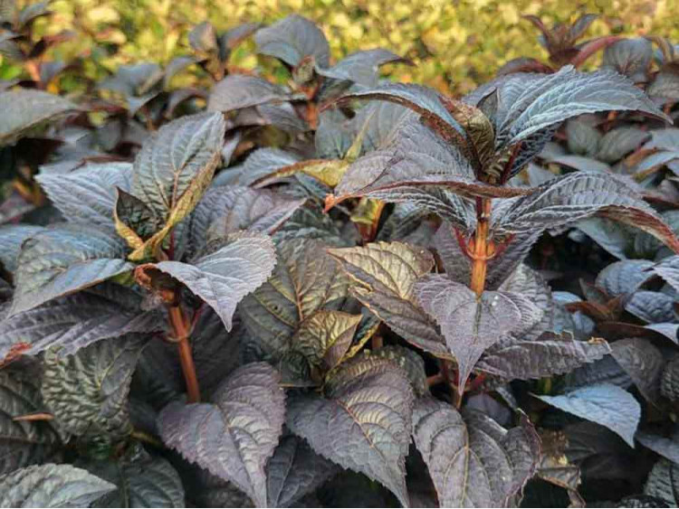 Hortensja piłkowana Daredevil PBR