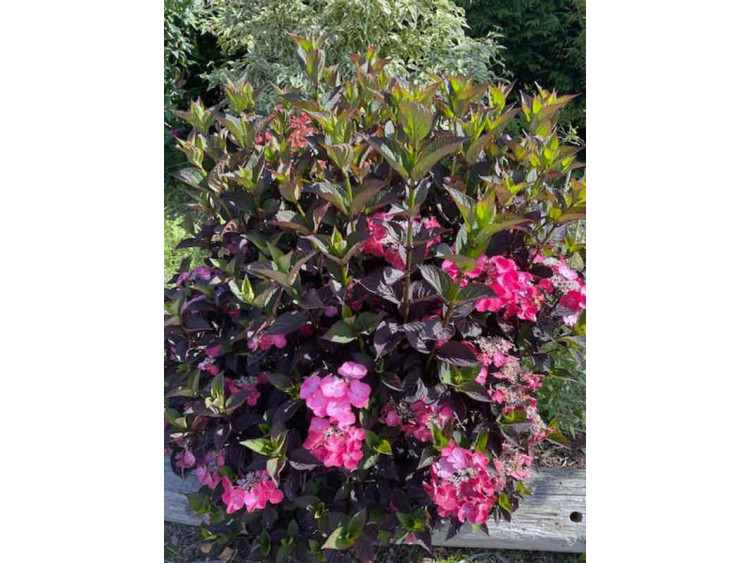 Hortensja piłkowana Daredevil PBR