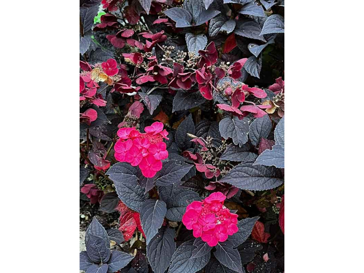 Hortensja piłkowana Daredevil PBR