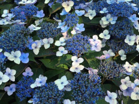 Hortensja piłkowana Magic Pillow PBR