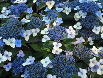 Hortensja piłkowana Magic Pillow PBR