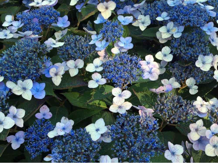 Hortensja piłkowana Magic Pillow PBR