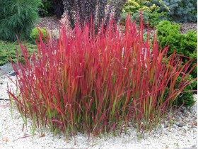 Imperata cylindryczna Red Baron