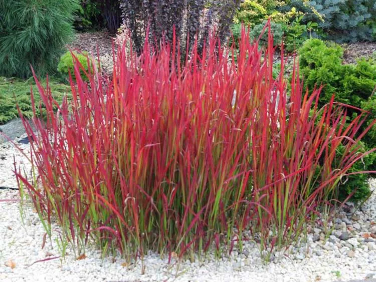 Imperata cylindryczna Red Baron