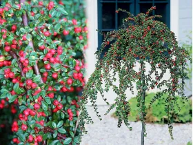 Irga na pniu 100-120cm