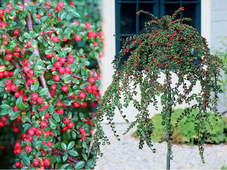 Irga na pniu 100-120cm