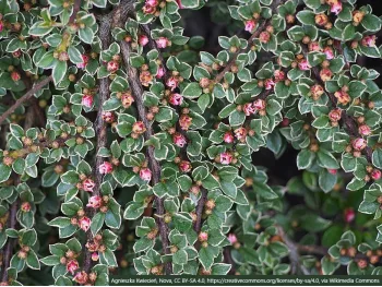 Irga purpurowa Variegatus drobnolistna