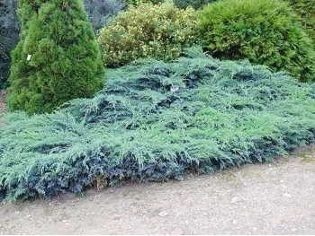 Jałowiec Blue Carpet