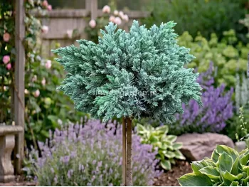 Jałowiec łuskowaty Blue Star na pniu 80cm