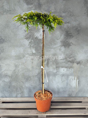 Jałowiec Goldschatz na pniu 90cm