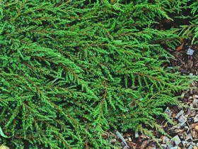 Jałowiec płożący Green Carpet na pniu 90cm