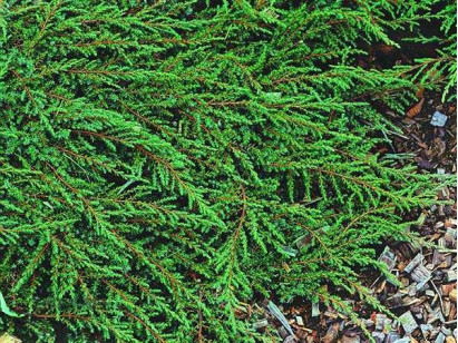 Jałowiec płożący Green Carpet