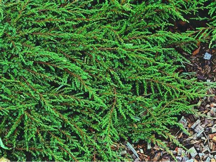 Jałowiec płożący Green Carpet