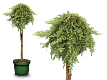 Jałowiec pospolity Green Mantle na pniu 70cm
