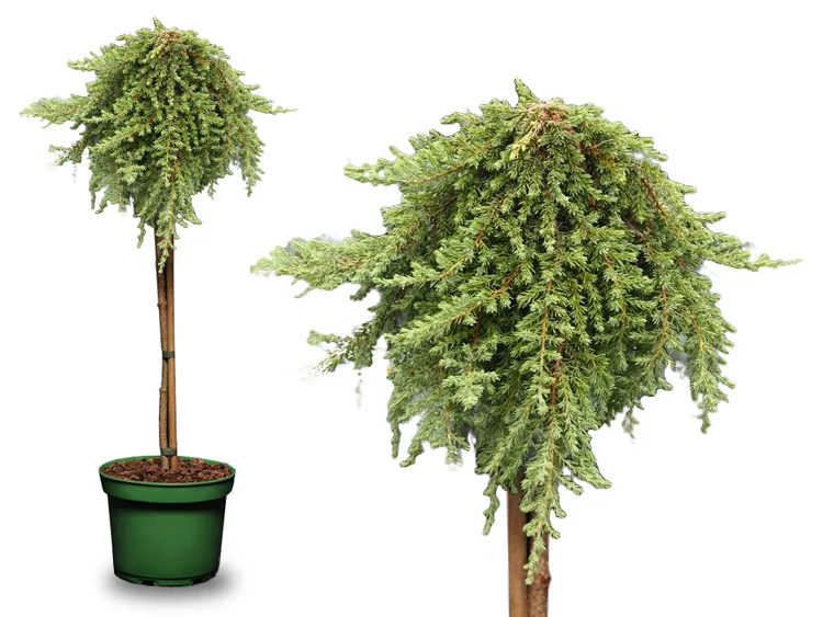 Jałowiec pospolity Green Mantle na pniu 70cm