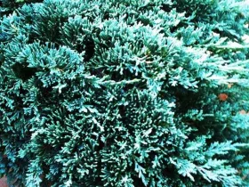 Jałowiec Icee Blue