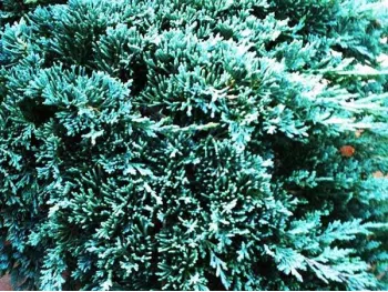 Jałowiec Icee Blue