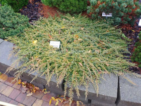 Jałowiec Lemon Carpet