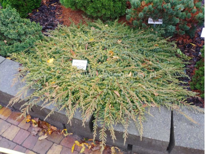 Jałowiec Lemon Carpet