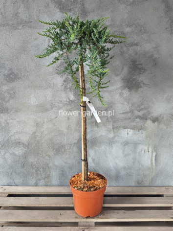 Jałowiec Sibirica na pniu 90cm