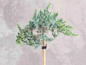 Jałowiec Sibirica na pniu 90cm